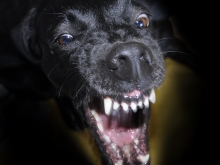 Dog Bite & Dog Attack Attorney in Rochester NY Dog Bite & Dog Attack Attorney in Rochester NY